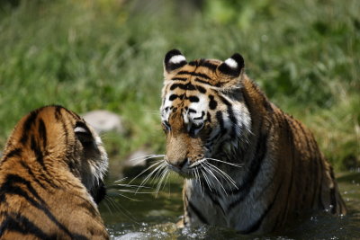 Tiger - Catch
