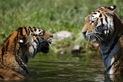 Tiger - Catch