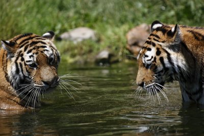 Tiger - Catch