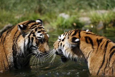 Tiger - Catch
