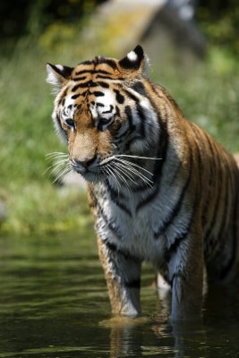 Tiger - Catch