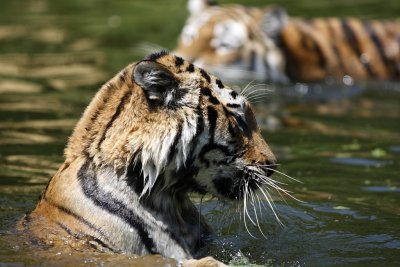 Tiger - Catch