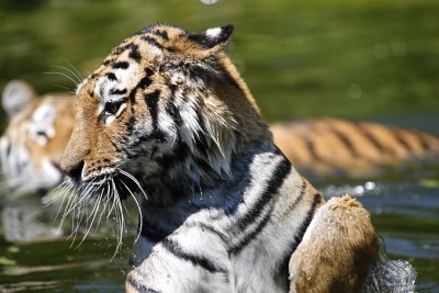 Tiger - Catch
