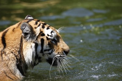 Tiger - Catch