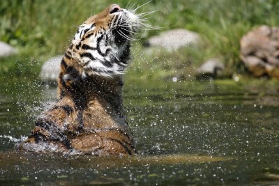 Tiger - Catch