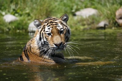 Tiger - Catch