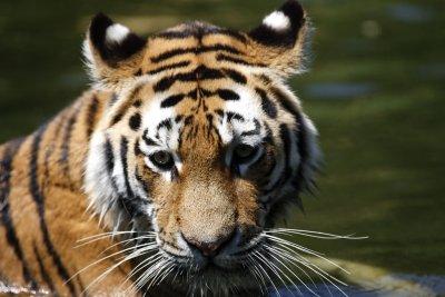 Tiger - Catch