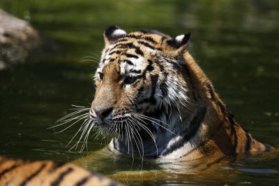 Tiger - Catch
