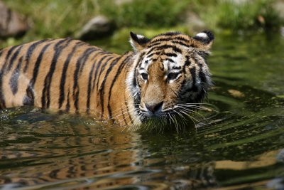 Tiger - Catch
