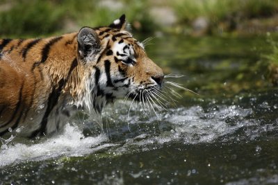 Tiger - Catch