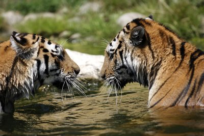 Tiger - Catch