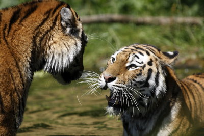 Tiger - Catch