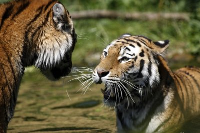 Tiger - Catch