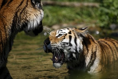 Tiger - Catch