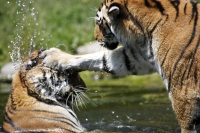 Tiger - Catch