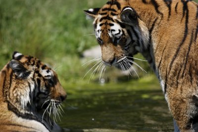 Tiger - Catch