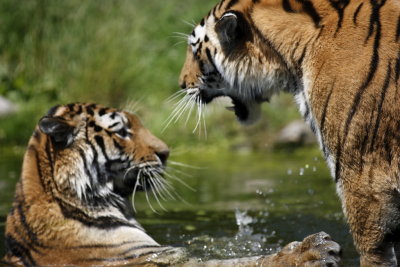 Tiger - Catch