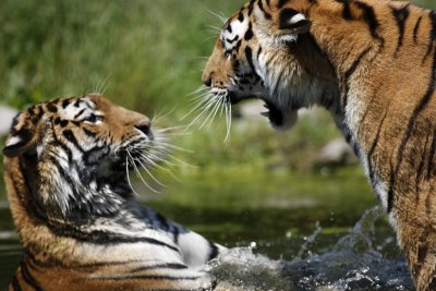 Tiger - Catch