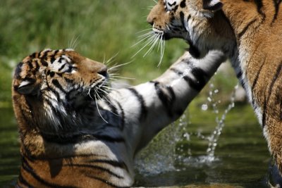 Tiger - Catch