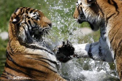 Tiger - Catch