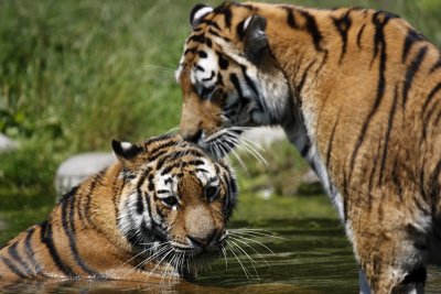 Tiger - Catch