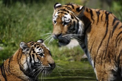 Tiger - Catch