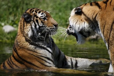 Tiger - Catch