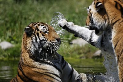 Tiger - Catch
