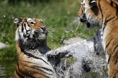 Tiger - Catch