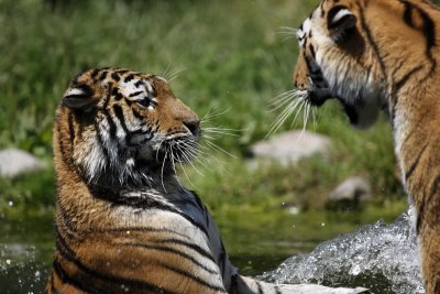 Tiger - Catch