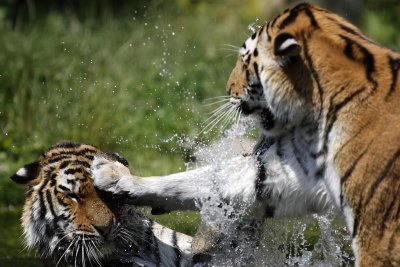 Tiger - Catch