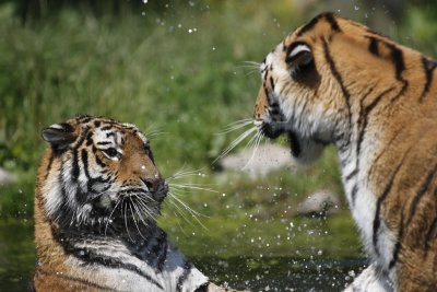 Tiger - Catch