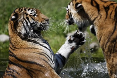 Tiger - Catch