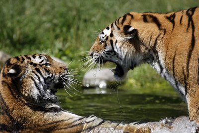 Tiger - Catch