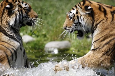 Tiger - Catch