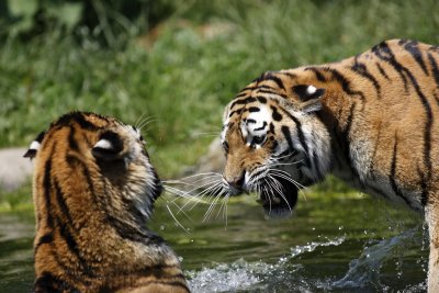 Tiger - Catch