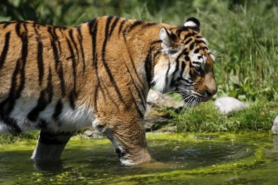 Tiger - Catch
