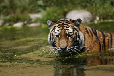 Tiger - Catch