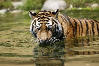 Tiger - Catch