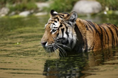 Tiger - Catch