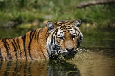 Tiger - Catch
