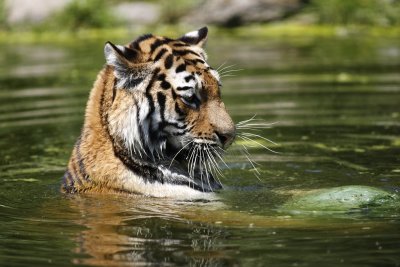 Tiger - Catch