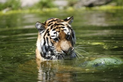 Tiger - Catch