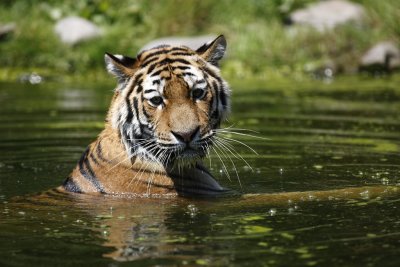 Tiger - Catch
