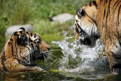 Tiger - Catch