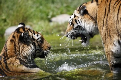Tiger - Catch