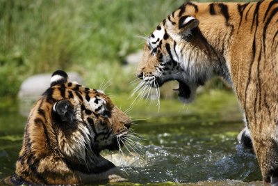 Tiger - Catch