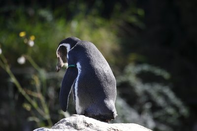 Humboldtpinguin