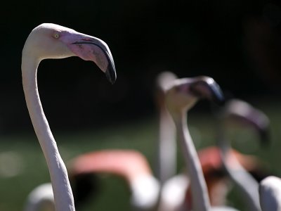 Rosa Flamingo