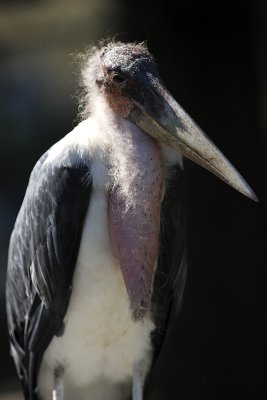 Afrikanischer Marabu